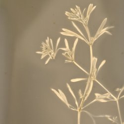 Sustainable Photography - Lumen Print making & Developing with Plants based chemicals.