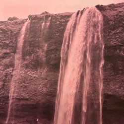 T40. Anthotypes. Historic Colour Plant Photographs with Victoria Ahrens