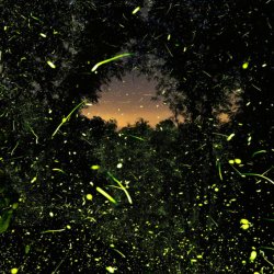 Into the Dark Film Screening and Firefly Walk with Pete Mauney and Fiona Otway