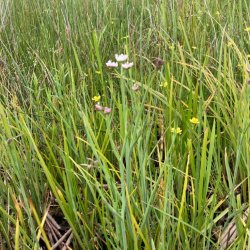 Botanical Skills NI: Water meadow plants of Lough Erne (Friday)