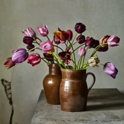 A vase of Tulips