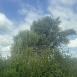 Sloterplas in July; Photograph by Shayna Schapp; 2026