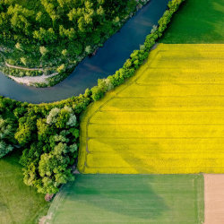 Blooming yellow rapeseed field in Hungary. Photo by anderm
