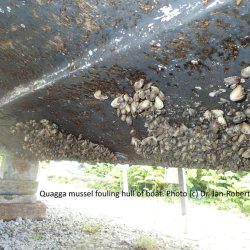 Quagga Mussel fouling hull of boat. Photo by Dr. Jan-Robert