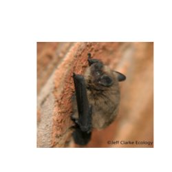Bat