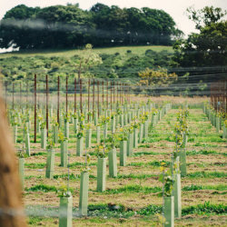 Thornfalcon Tour & Tasting