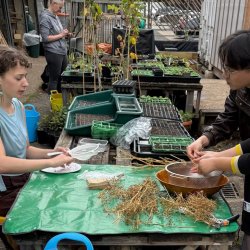 RtG Drop-In Open Garden Session 4: R-Urban Poplar