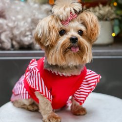 Yorkie Cafe Halloween - London