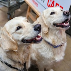 Golden Retriever Cafe - Surrey