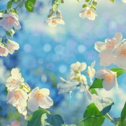 Autumn Week Intensive: IN-PERSON Family Constellations, Healing Family & Ancestors with Jill Purce