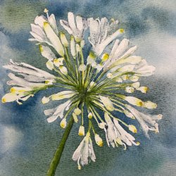 Watercolour: Flowers in Focus