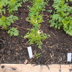 Growing in Small Spaces: Food Growers Collective
