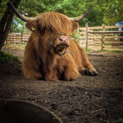 Highland Cow Experience
