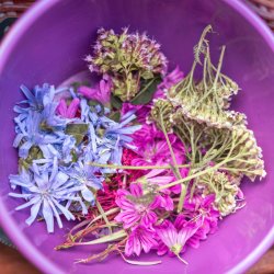 2026 Wild Food/Foraging Walk - June