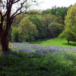 Moss Valley Woodlands - Dowey Lumb Bluebells - Photo credit- Les Cornthwaite