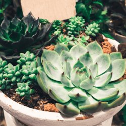Photo of a succulent plant