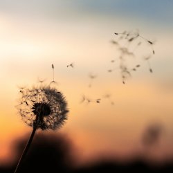 Photo of dandelion at sunset