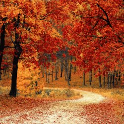 Online: 8-Class Series: Strengthening and Balancing Qi for Fall