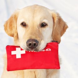Photo of a dog holding a first aid kit in its mouth
