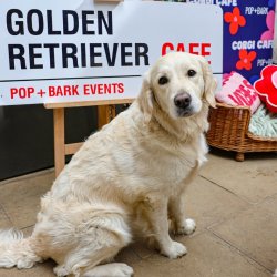 Golden Retriever Cafe Christmas - Edinburgh