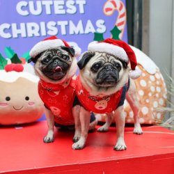 Pug Cafe Christmas - Durham
