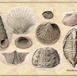 drawing of fossils