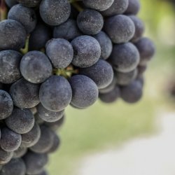 BAROLO DAY, A TRUNK SHOW {WEST HARTFORD}