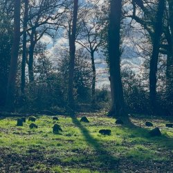 A calm woodland with blue sky and clouds in the background