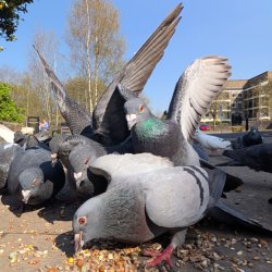 Several pigeons eating bird seed on a sunny day