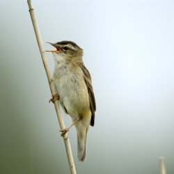 Heritage Week Event: Irish Birds at Risk