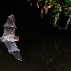 Bat Safari in Castlefinn