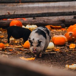 Halloween Farm Fun Day: A School's-Out Adventure!