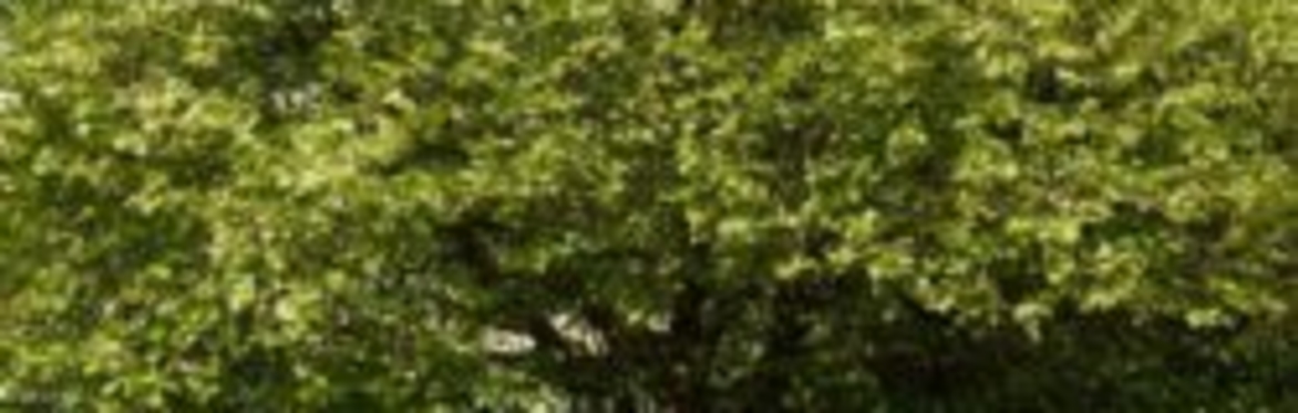 Leeds Campus Guided Tree Trail