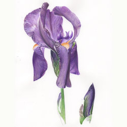 Realistic Painting in Watercolor