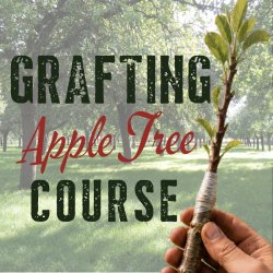 Apple Tree Grafting Course at Sheppy’s Cider
