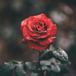 7 Essential Flowers for Witches – Online Class