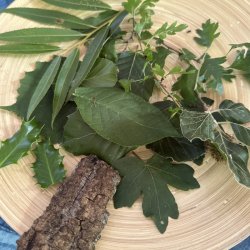 Summer Holiday Forest Adventures - Clay and Leaf Printing Day