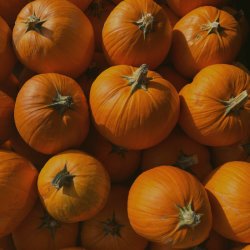 Pumpkin Picking