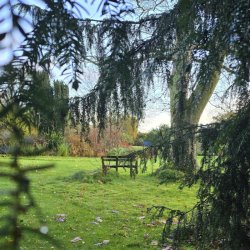 A garden bench seen through tree branches in the distance