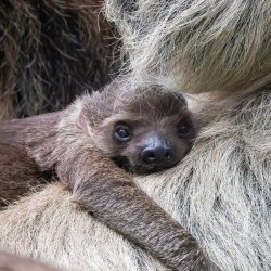 Early Access Tours: Sloths and Friends