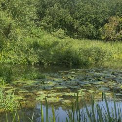 Summer Holiday Forest Adventures -  Stream Dipping and Bug Identification