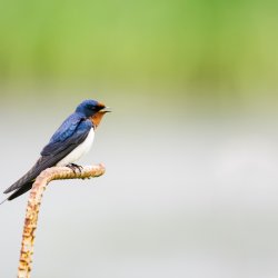 Swallow and Bat Walk