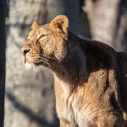 Early Access Tours: Lions and Love
