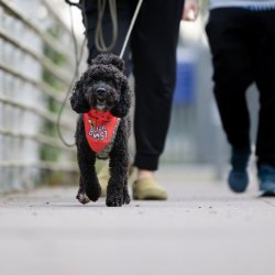 Advance Man and Pet Trailing Newcastle Great Park