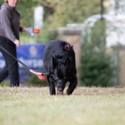 Man and Pet Trailing Royal Quays