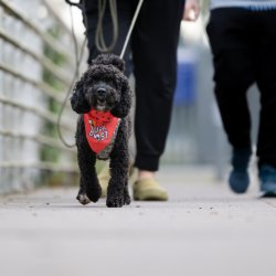 Man and Pet  Trailing session Kiliingworth