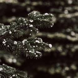 Wreath Workshop