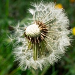 The Wild Willow Art Club:  Wildflower Seed Origami packets and seed animal bomb