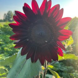 Sunflower Yoga at Hartford Orchards
