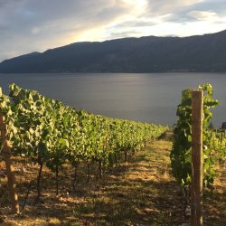 Music & Wine in the Vines